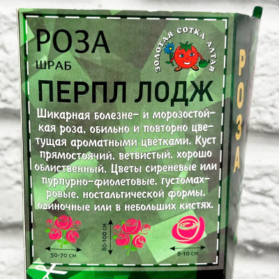 Роза шраб ПЕРПЛ ЛОДЖ описание