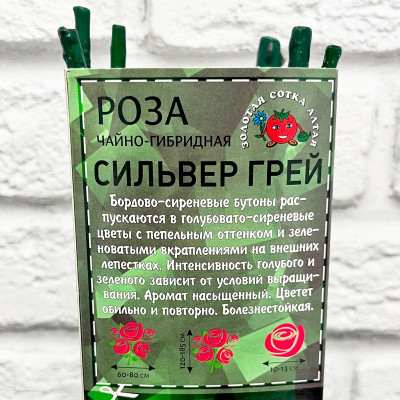 Роза чайно-гибридная СИЛЬВЕР ГРЕЙ (2)