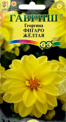 Георгина Фигаро желтая 7шт. негранул.