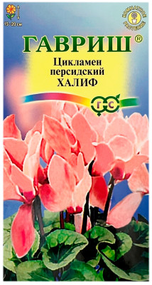 Цикламен персидский ХАЛИФ ГАВРИШ