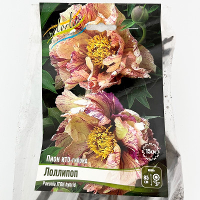 Пион ито-гибрид ЛОЛЛИПОП