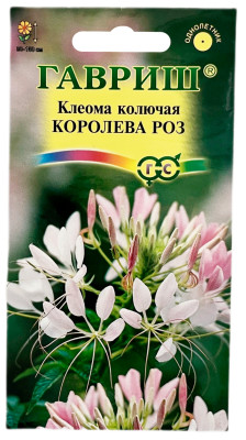 Клеома Королева роз ГАВРИШ