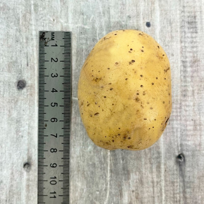 Картофель семенной Лисана (Lisana) (2)