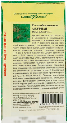 Сосна обыкновенная Ажурная ГАВРИШ описание
