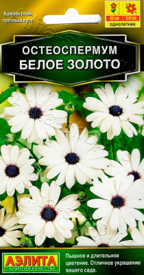 Остеоспермум Белое золото 10шт