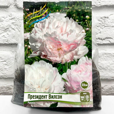 Пион ПРЕЗИДЕНТ ВИЛСОН