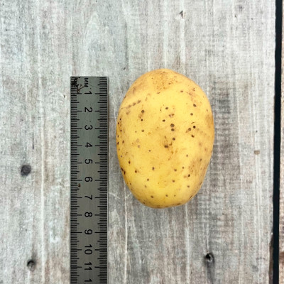 Картофель семенной Джулия (2)