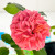 Роза Коин Rose Coin саженец (2)