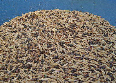 Смесь сидератов для картофеля 5кг Зеленый уголок