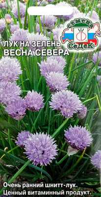 Лук на зелень Весна Севера 