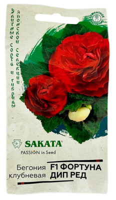 Бегония ФОРТУНА ДИП РЕД ГАВРИШ