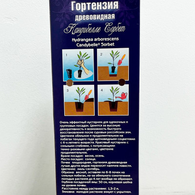 Гортензия древовидная КАНДИБЕЛЛЕ СОРБЕТ (2)