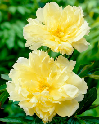 Пион Голд Майн (1шт) 1110