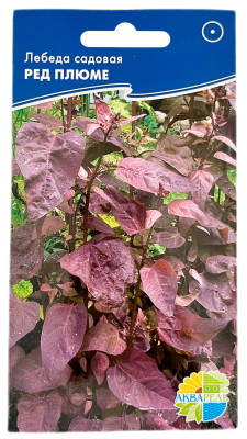 Лебеда садовая РЕД ПЛЮМЕ АКВАРЕЛЬ