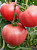 Томат Чепецкий F1 12шт