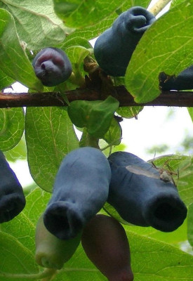 Жимолость Аврора 9604