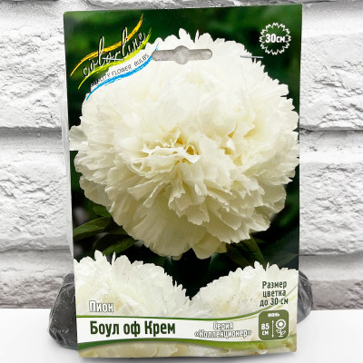 Пион БОУЛ ОФ КРЕМ