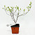 Спирея пепельная Грефшейм (Spiraea x cinerea Grefsheim)