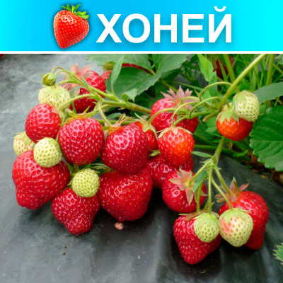 Земляника (Клубника) Хоней в стаканчике