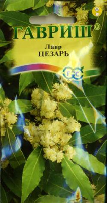 Лавр благородный Цезарь 3 шт.