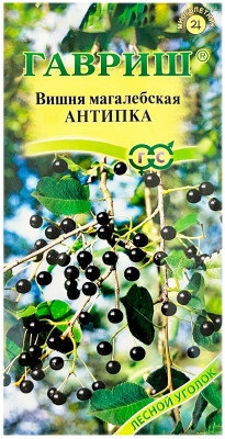 Вишня магалебская АНТИПКА ГАВРИШ