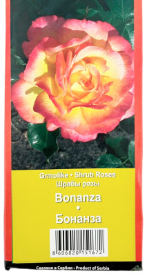 Роза шраб Бонанза bonanza (2)