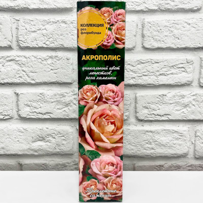 Роза АКРОПОЛИС