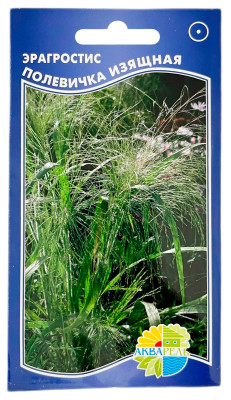 Эрагростис полевичка ИЗЯЩНАЯ АКВАРЕЛЬ
