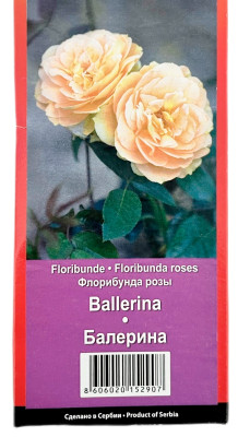 Роза флорибунда БАЛЕРИНА BALLERINA
