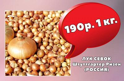 ЛУК СЕВОК  за 190 РУБЛЕЙ!