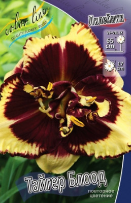 Лилейник Тайгер Блоод (1шт)