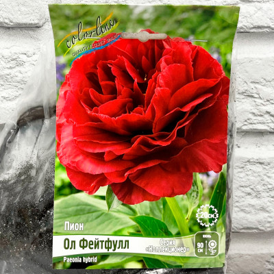 Пион ОЛ ФЕЙТФУЛЛ