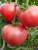 Томат Чепецкий F1 12шт Томат Чепецкий F1 12шт