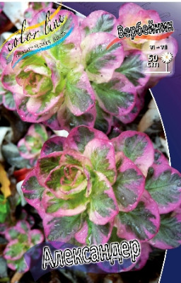 Вербейник Александер (2шт)