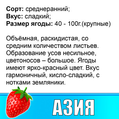Земляника (Клубника) Азия в стаканчике