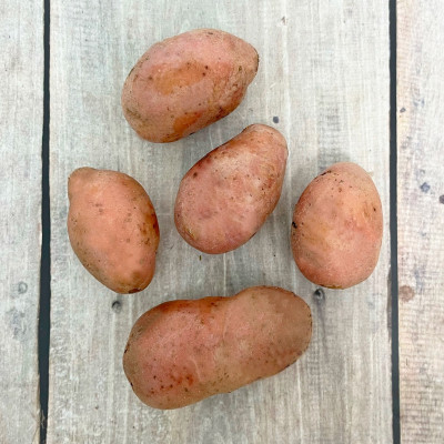 Картофель семенной Ред Леди красный