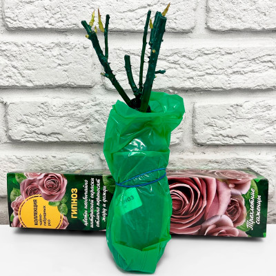 Роза ГИПНОЗ чайно-гибридная (2)