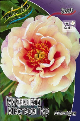 Пион Мэджикал Мистери Тур (1шт)