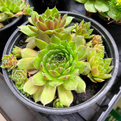 Молодило саженцы микс