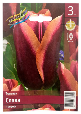 Тюльпан триумф СЛАВА