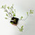 Спирея пепельная Грефшейм (Spiraea x cinerea Grefsheim) (2) Спирея пепельная Грефшейм (Spiraea x cinerea Grefsheim) (2)
