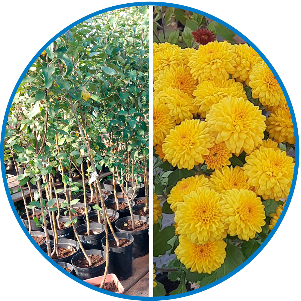 Питомник Питомник